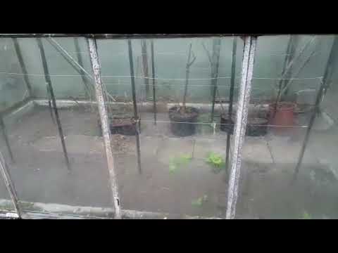 Erster April ( 2022 - 27 )