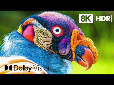 MOST EXOTIC BIRDS in 8K ULTRA HD HDR | Dolby Vision™ 60FPS