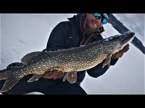 SUURHAUKI JIGIPILKILLÄ - ISO YLLÄTYS AHVENEN PILKINNÄN OHESSA! 100cm+/7kg+