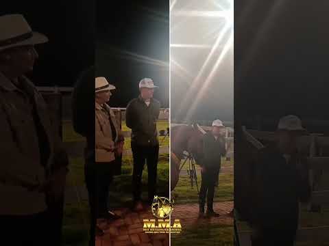 3º Leilão Baby Haras JHR: Sucesso e Tradição em Inhaúma, MG | Equinocultura de Elite