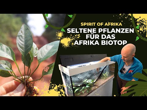 Kevins Highlight! Gesammelte Pflanzen aus Afrika für das neue Biotop-Aquarium | Spirit of Africa