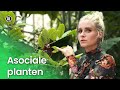 Asociale planten | Plantastisch