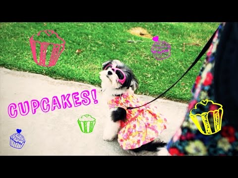 CUPCAKES (Official Music Video) - Gina Naomi Baez and Tinkerbelle the dog