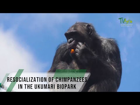 Resocialization of Chimpanzees in the Ukumari Biopark - TvAgro By Juan Gonzalo Angel