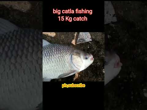 Big cstla fish catching 🐬 @shorts @catla @viral @trending @carp