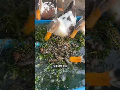 养鸭人。。#科普 #科普知识 #科普一下 #科普频道 #漲知識