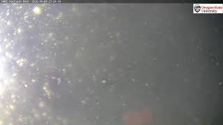 Oregon State University - Newport - Under Pier Camera live webcam