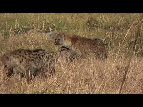 Kwhai Reserve Botswana  Hyena and Wild Dogs 2019