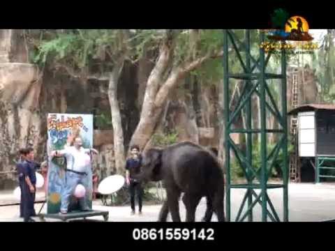 Паттайя экскурсия от тур компании Русалочка Шоу - слоны крокодилы тигры 