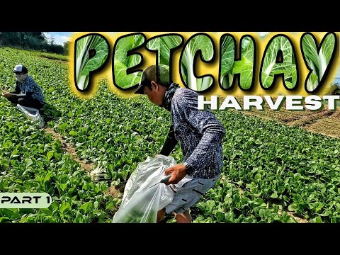 EP889-P1 - Pag-ani ng Petchay