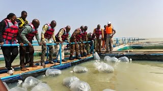 Offensive agropostorale et halieutiques : Des cages flottantes au profit des militaires