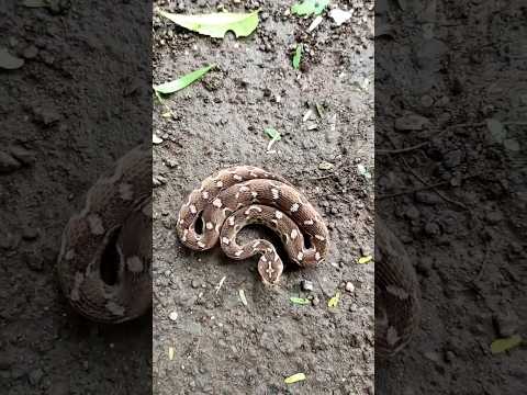 #Viper #Cobra #Poisonoussnakes #സർപ്പലോകം #മൂർഖനുംഅണലിയും #കേരളത്തിലെവിഷപ്പാമ്പുകൾ