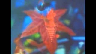 Pure - The Lightning Seeds