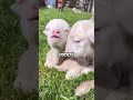 Meet the Lamb 🥰 🐑 #lamb #animals  #pets