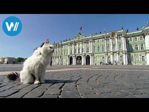 Hermitage - Palace of the Cats (360° - GEO Reportage)