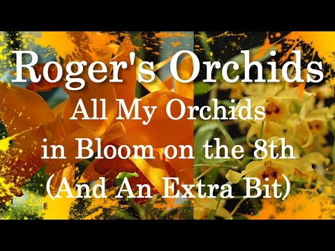 All My Orchids in Bloom on the 8th (And an Extra Bit)