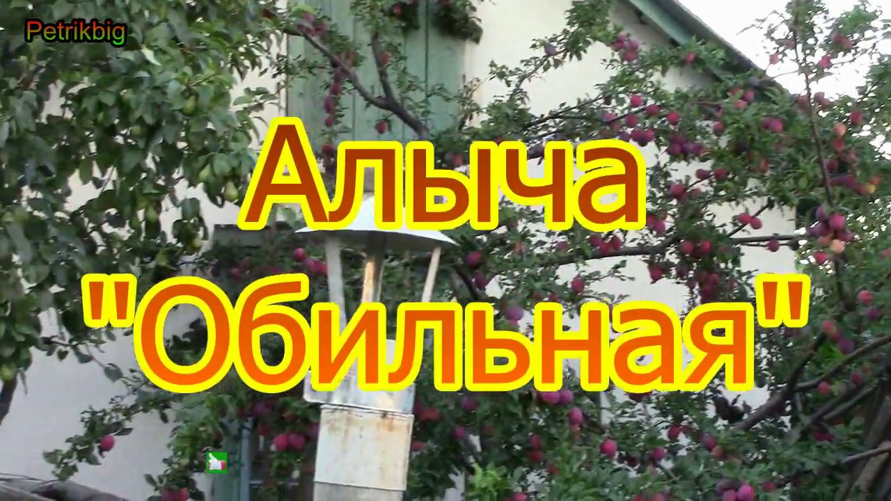 Алыча Обильная
