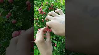 Download lagu #cranberries cranberry tree 😋😋😛 mp3 Download lagu #cranberries cranberry tree 😋😋😛 mp3