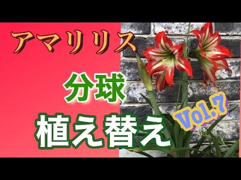 開花のピークを達成するために、鉢の中のアマリリスにうまく水をやる方法は？  庭園