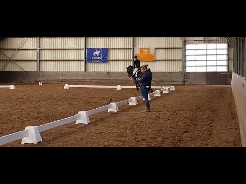 Stal Okkema's Eelke - Eise x Dries - Star Stallion - 2017 - 1.65m