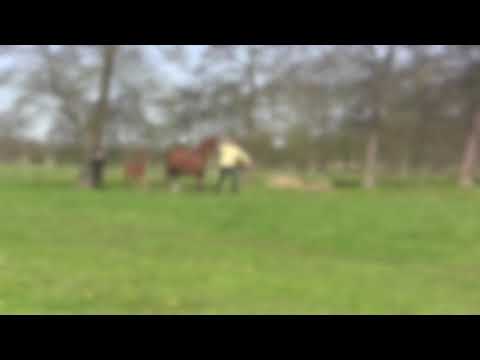 Fürst Belissaro x Alabaster *verkauft*