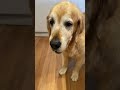 Dozer Eats Frozen Vegetables