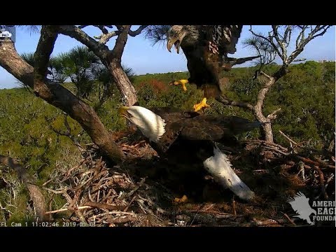 AEF-NEFL ~ Sub Adult Attempts to Mate With Female On Nest  1.1.19