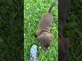 Labrador Retriever dogs for sale: Summer - Video 1