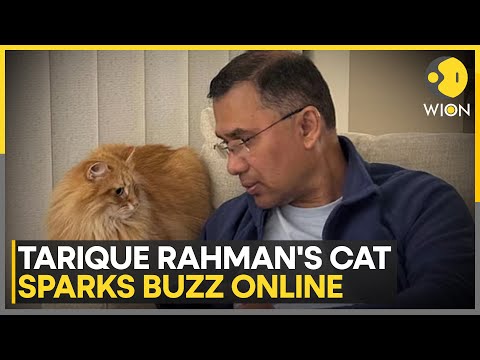 Bangladesh: Tarique Rahman's Pet Cat Jebu Accompanies Him Home | WION
