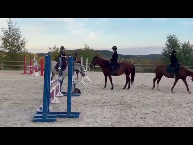 Mare Connemara For sale 2020 Grey