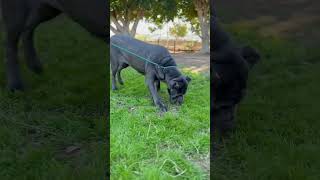 Video preview image #1 Mutt Puppy For Sale in Goodyear, AZ, USA