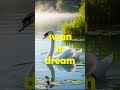 what does it mean to see a swan in a dream?