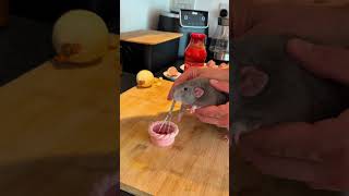 Poor Rat