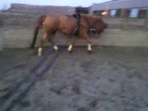 Oliena (landwind x michelangelo)