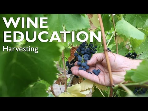 WINE EDUCATION | How do you know when the grapes are ready for harvest