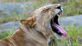 What kinds of fascinating things you get to see on an East African safari: a slideshow