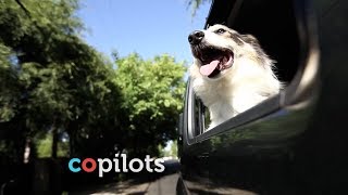 PETCO - The Power of Together