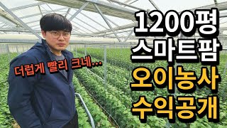 1200평 오이농사 지으면 얼마나 벌 수 있을까? 4명의 청년이 스마트팜 오이농사에 뛰어든 이유 [오이 스마…