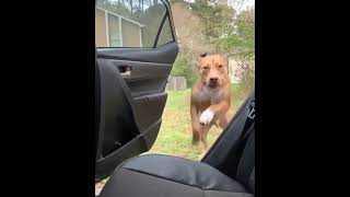 Pitbull jump into the car.