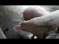 Pig Wanting Pig Mating Makemoney Cheapwaytoraisepigs