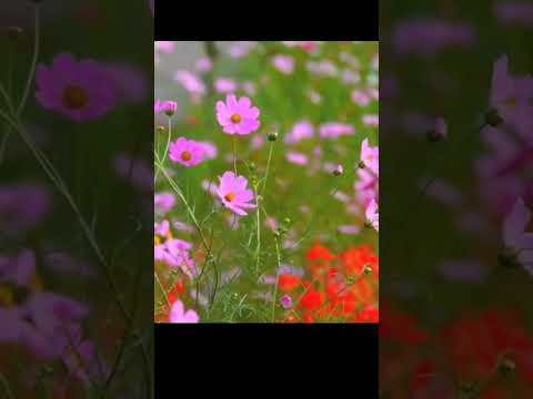 Nature is a peaceful shelter 🌞