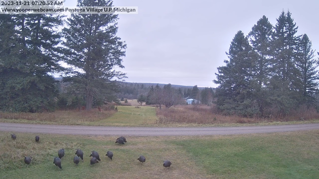 Wildlife - Turkeys and Deer in U.P. Michigan