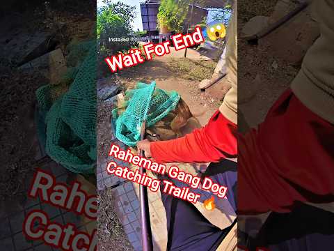 Raheman Gang Ultimate Dog Catching #dogwithpublicsafety #dog #rahman #ytviral #pets #shorts #rescue