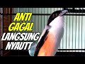 PANCINGAN CENDET SUSAH BUNYI LANGSUNG NYAUT DAN IKUT GACOR DENGAR CENDET GACOR DOR MEWAH INI ️