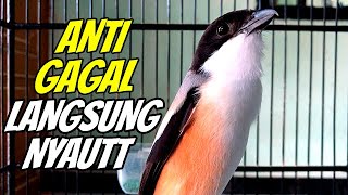 Download lagu PANCINGAN CENDET SUSAH BUNYI LANGSUNG NYAUT DAN IKUT GACOR DENGAR CENDET GACOR DOR MEWAH INI ‼️ mp3