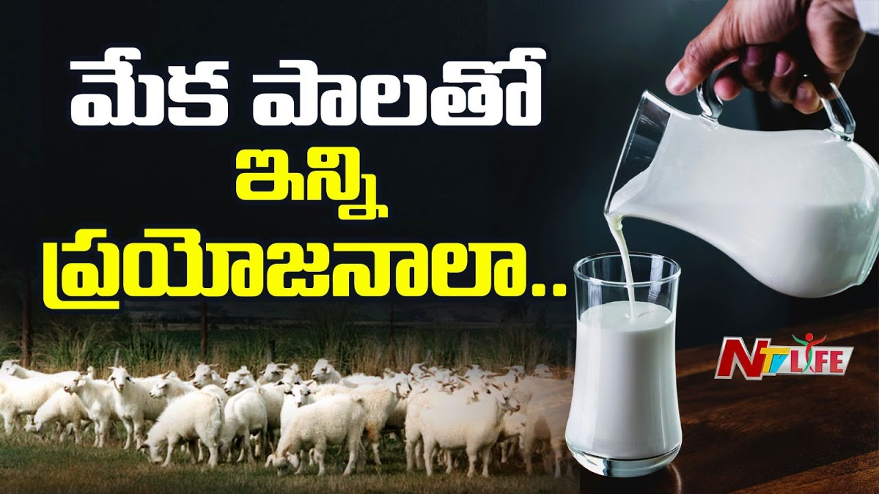 Goat Milk: A Gentle Nutritional Alternative