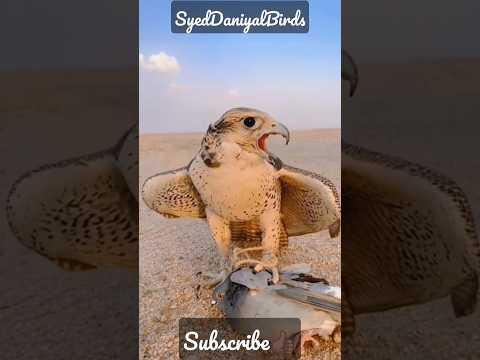 Witness the Majestic Shaheen Falcon Hunting its Prey - #FalconHuntThePegin