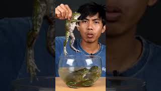Download lagu green frog eating fresh mp3