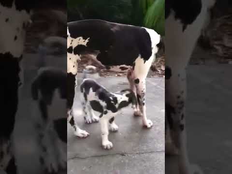 Great Dane puppy grew up                  #shorts #greatdane #dog #cute #pets #puppy #brother #love