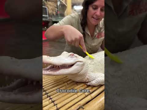 Crocodile core.🐊🐊#crocodile #funnyanimals #petvideos